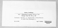 Pucciniastrum guttatum image